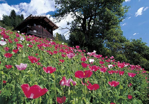 Foto vom Ultental bei Meran, Südtirol